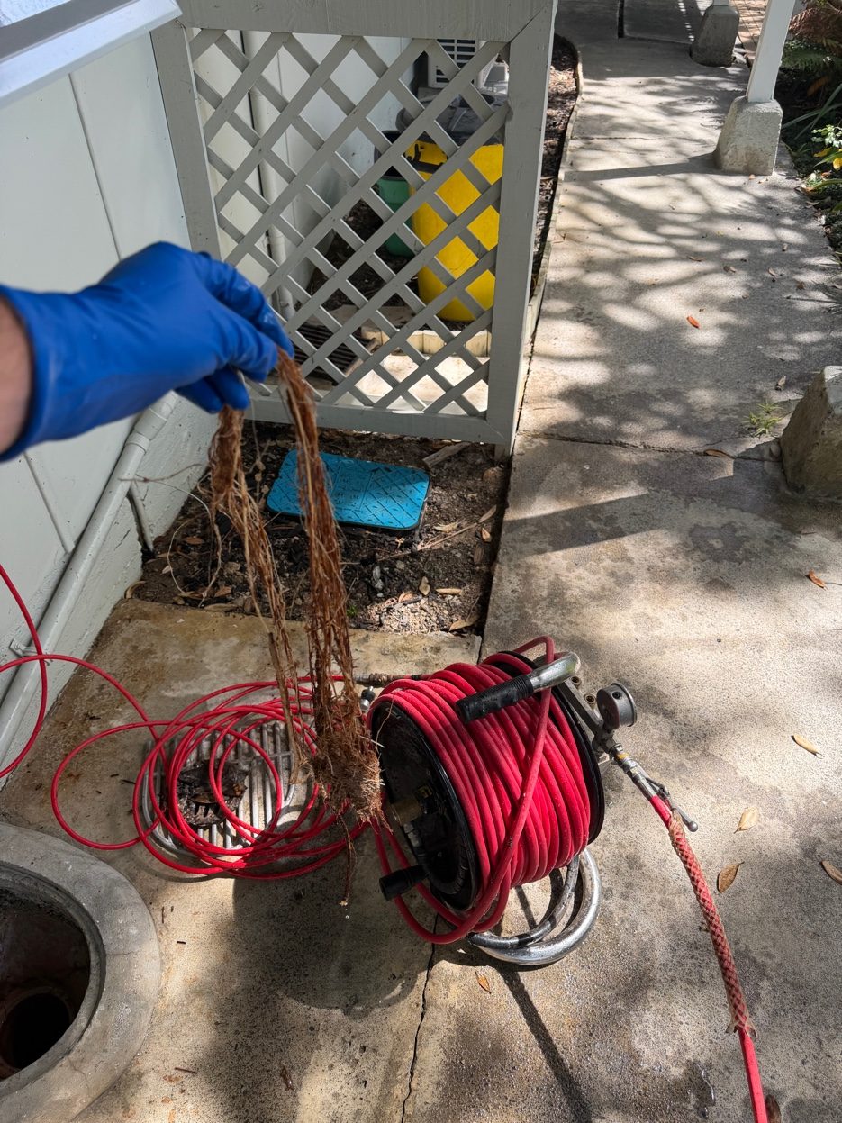 Tree roots pulled from blocked drain